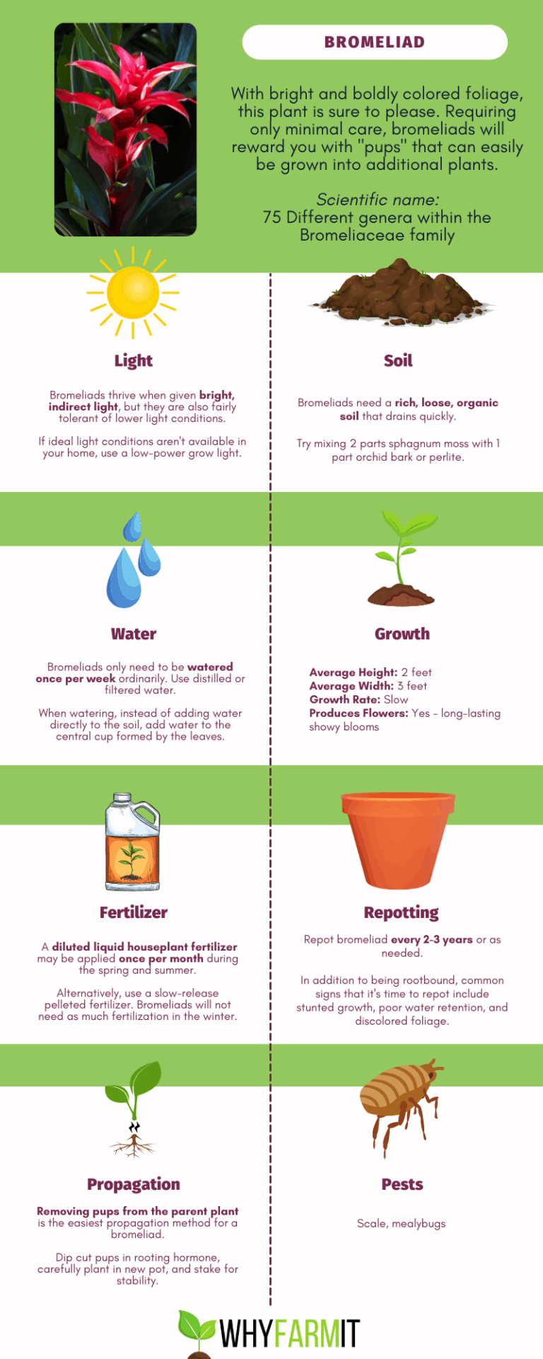 How To Care for a Colorful Bromeliad Plant [Full Guide] - WhyFarmIt.com