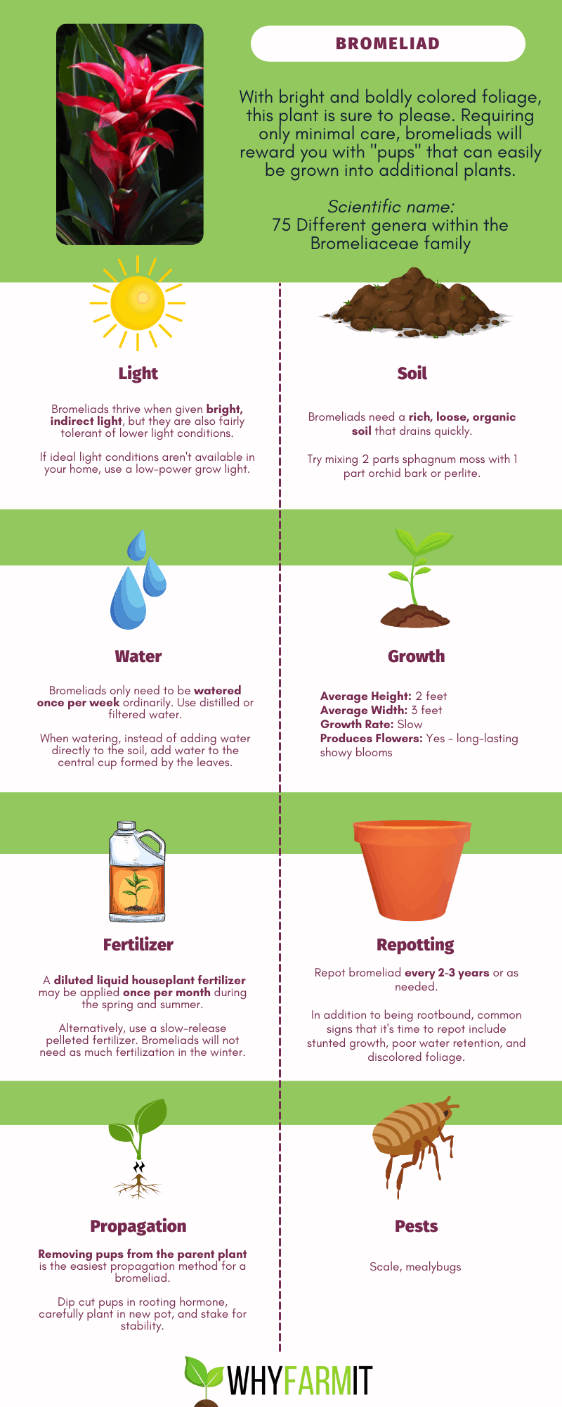 Graphic outlining care for bromeliad plants.