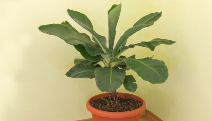 A potted Cavendish banana plant in a corner of a home.