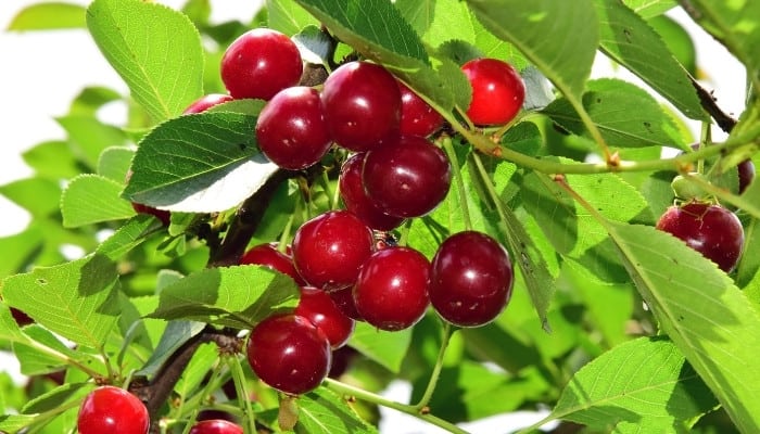 Cherries ripening on a healthy tree.