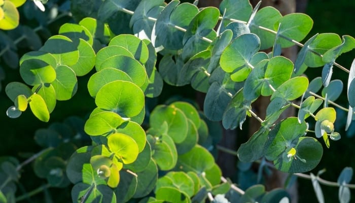 Close look at the branches and leaves of a cider gum eucalyptus.