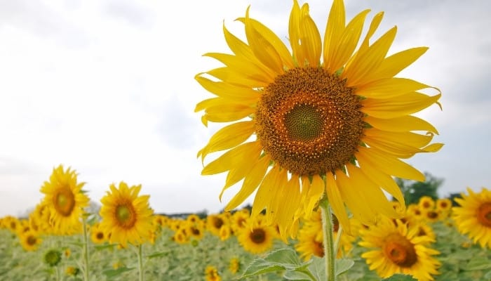 A common sunflower with many more visible in the background.