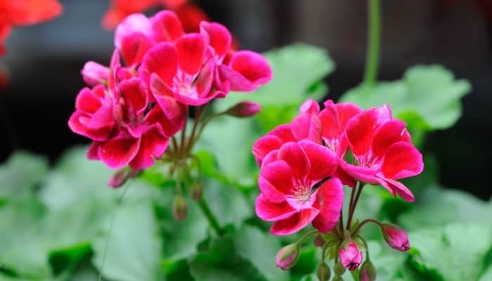 Two dark pink flowers of a geranium plant.