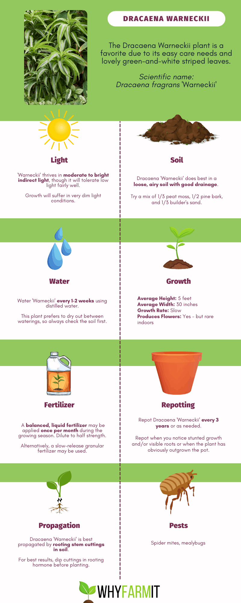 Graphic outlining care of Dracaena 'Warneckii'.