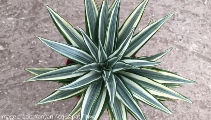 Dracaena Warneckii outside on concrete.