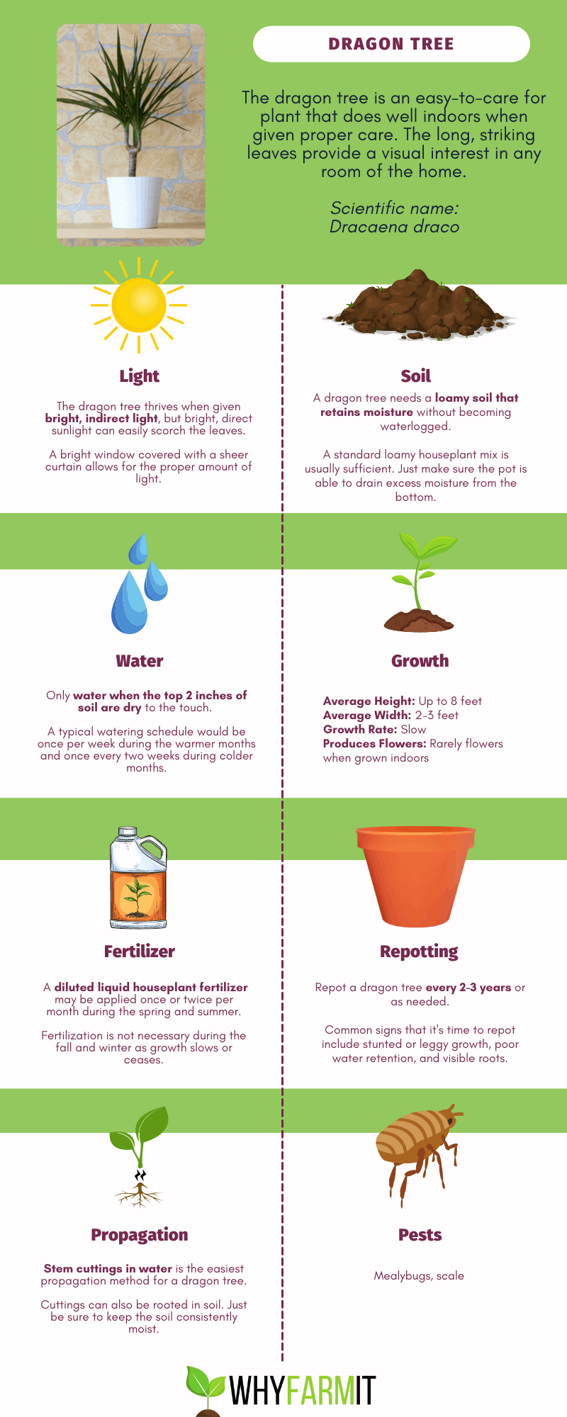 Graphic outlining care of a dragon tree.