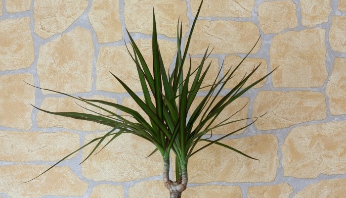 A close-up look at the upper leaves of a dragon tree plant.