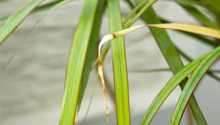 A dragon tree plant with a yellow, dying leaf.