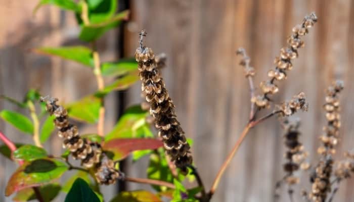 Dried flower stalks and seed of the basil plant.