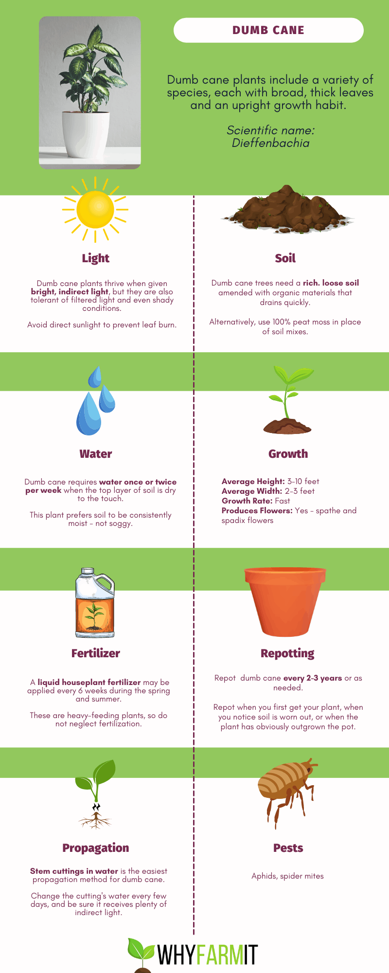 Graphic outlining care of dumb cane plant.