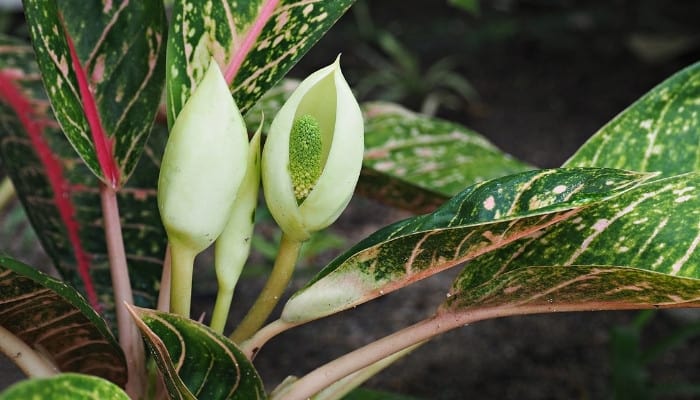 Several white flowers on a dumb cane plant.