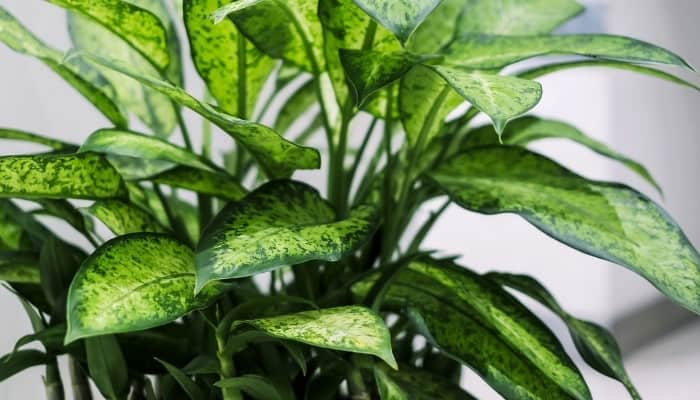 A close-up look at the foliage of a dumb cane plant.