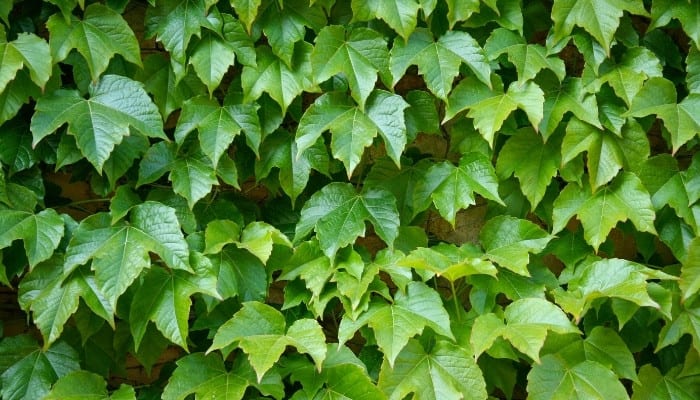 Dense English ivy spreading up and out to cover an outdoor wall.