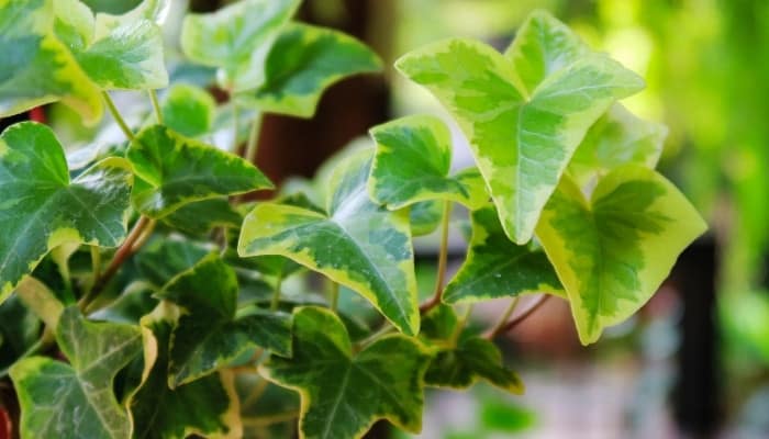 A variegated English ivy plant trailing out of a red hanging basket.