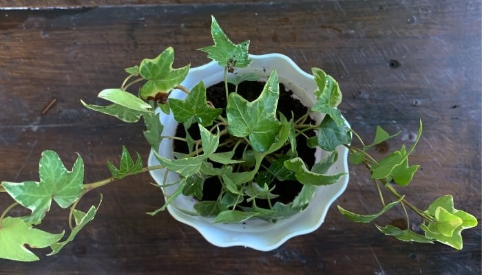 An English ivy plant in a white flower pot on a dark wood table.