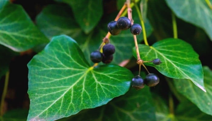 Hedera helix, or English ivy, with dark blue berries.