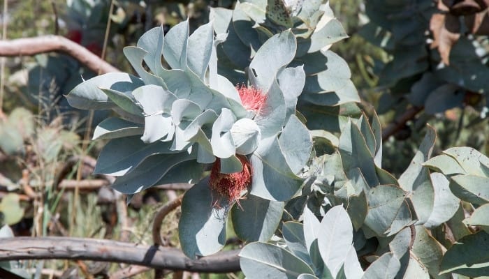 Leaves and flowers of Eucalyptus archeri.