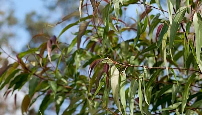 Leaves of a large eucalyptus citriodora tree.