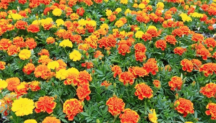 A field of orange and yellow marigold flowers.