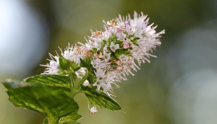Why Is Your Mint Flowering? (And What You Should Do)