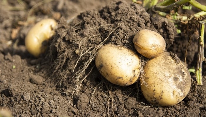 Four potatoes that have just been pulled out of the soil and are still attached to the plant.