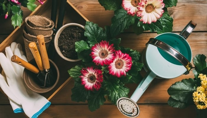 Two gerbera daisy plants surrounded by an assortment of pots, dirt, gloves, and a watering can.