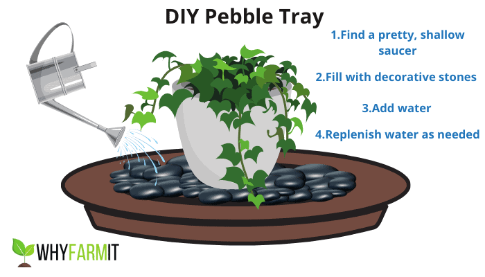 How to Make a Pebble Tray for Houseplants to Increase Humidity