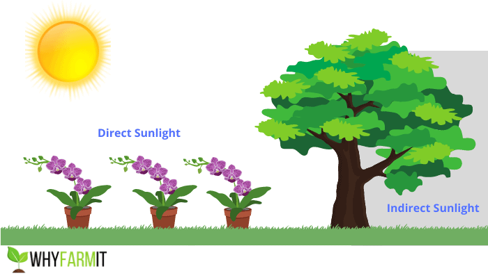 Graphic illustrating three plants in direct sunlight.