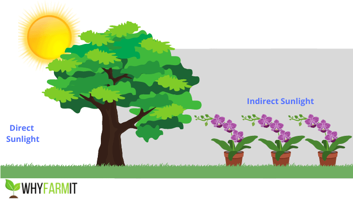 Graphic illustrating indirect sunlight on three plants.