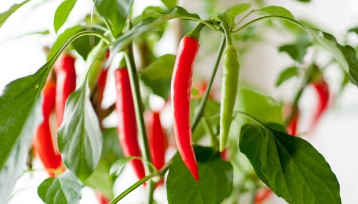 Hot chili peppers growing indoors ready to harvest.