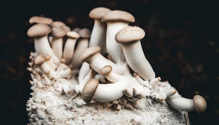 King oyster mushroom sprouting from the substrate against a black background.