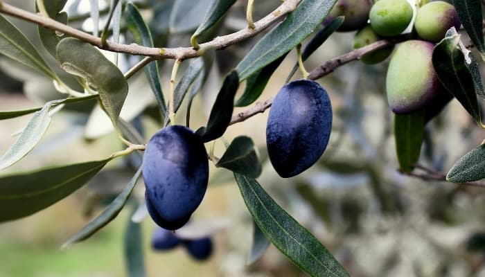 Koroneiki olives ripening on the tree.