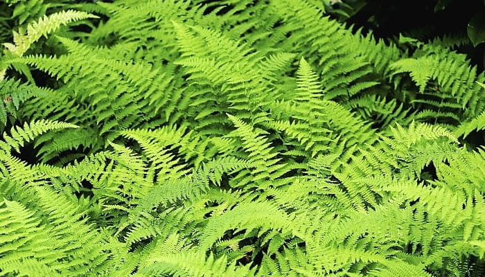 Large, bright green fern fronds