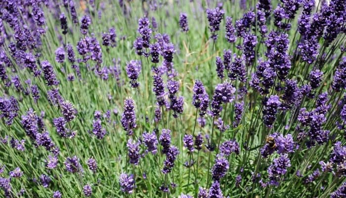 Lavender plant in full bloom.