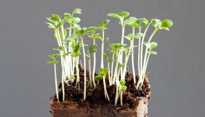 A group of leggy, overgrown broccoli seedlings against a gray background.