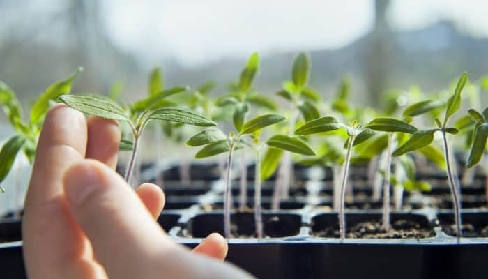 A woman's hand examining leggy tomato seedlings growing in a black tray.