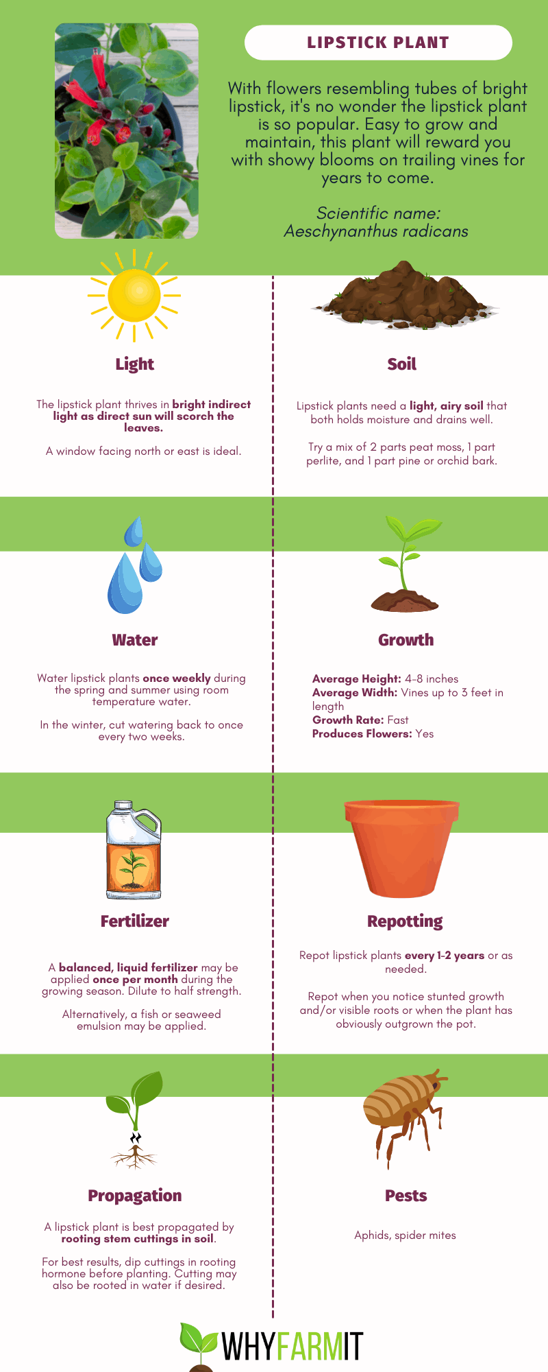 Graphic outlining care of the lipstick plant.