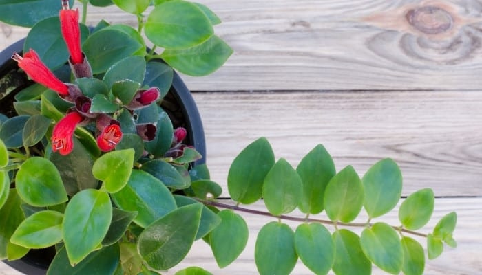 Are Lipstick Plants Easy To Care For?