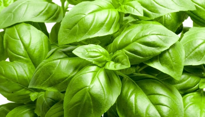 The leaves of a lush, healthy basil plant viewed from above at close range.