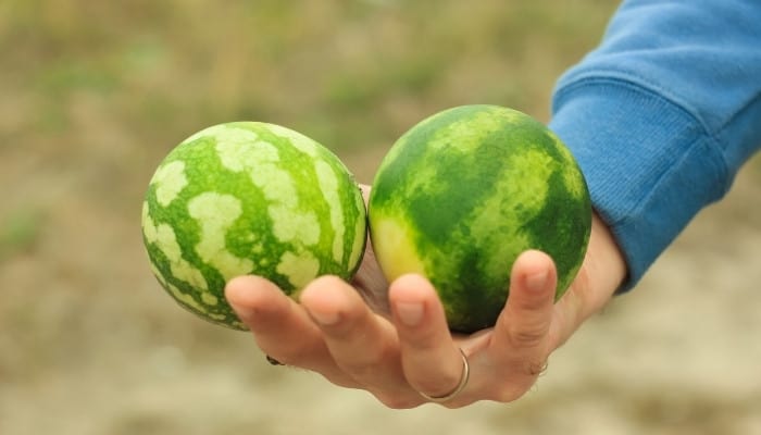 A man with two small, ripe watermelons in one hand.