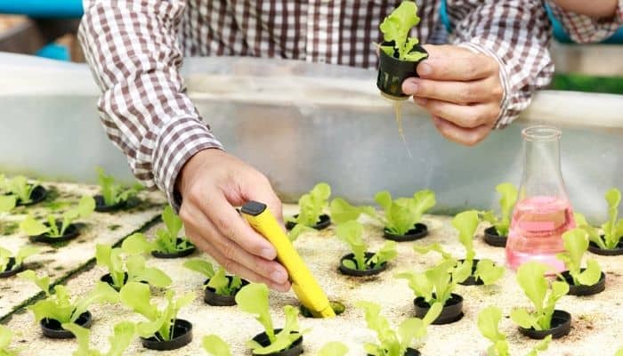 A man using a TDS meter to measure the nutrient levels for small lettuce plants.