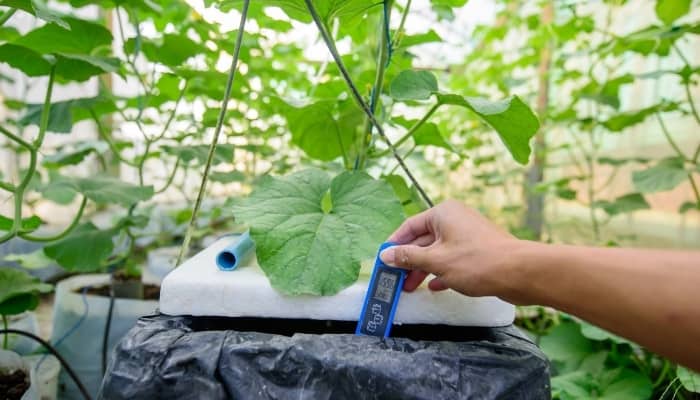 A man using a blue TDS meter to check the nutrient levels of hydroponic melon plants.