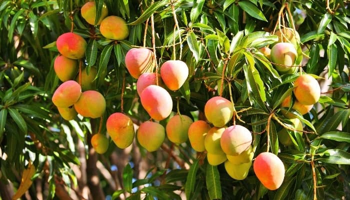 A large mango tree full of nearly ripe fruit.