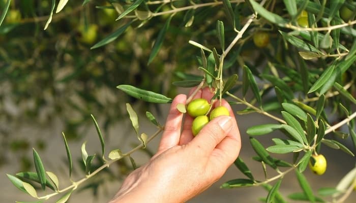 A woman's hand inspecting Manzanilla olives on a tree.