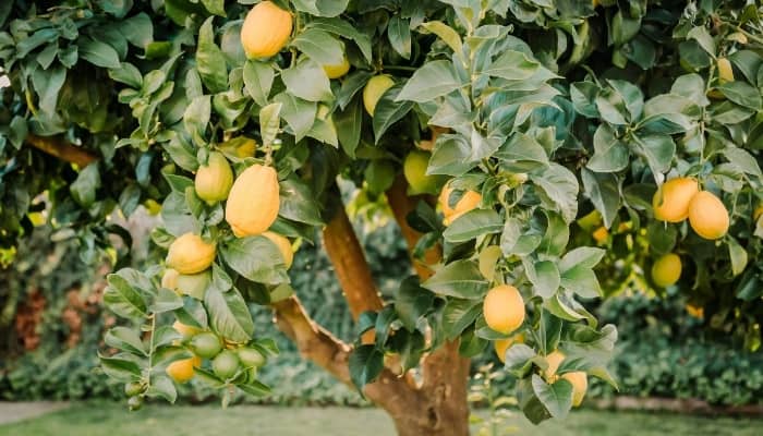 A mature lemon tree with lemons ready for harvest in a backyard.