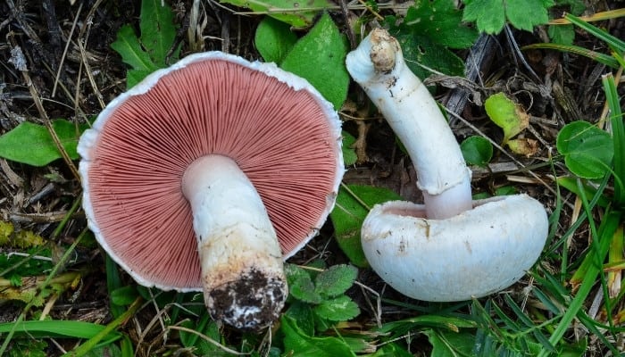 Two meadow mushrooms (Agaricus campestris) that have been knocked over in the woods.