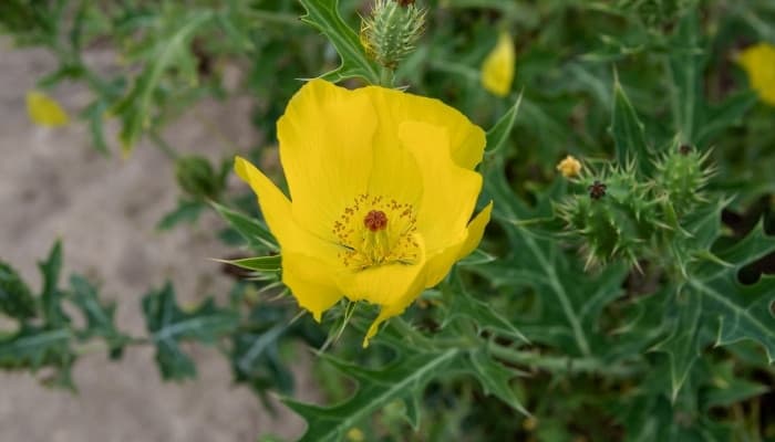 A yellow flower on a Mexican poppy plant.