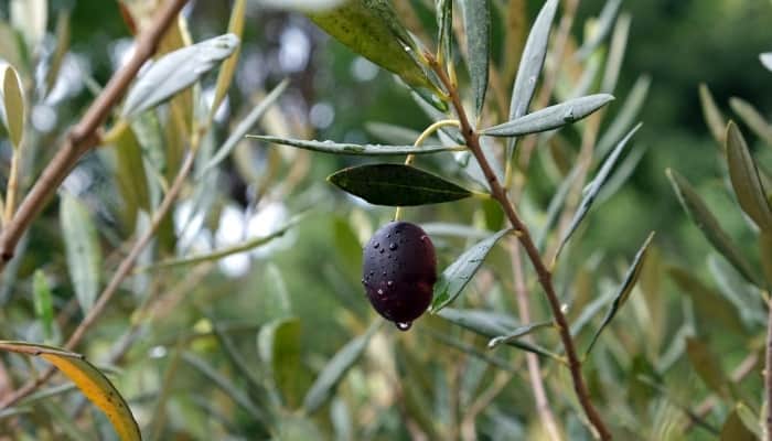 A close-up look at a mission olive growing on the tree.