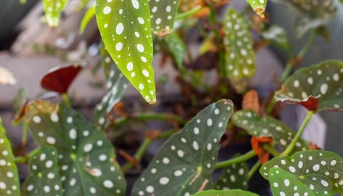 A shot of multiple leaves of a polka dot begonia plant.