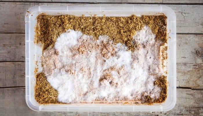 A mushroom fruiting chamber made from a plastic tote with mycelium colonizing the substrate.